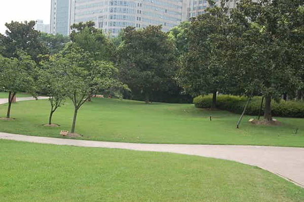 綠化養護如何成功移植植物？